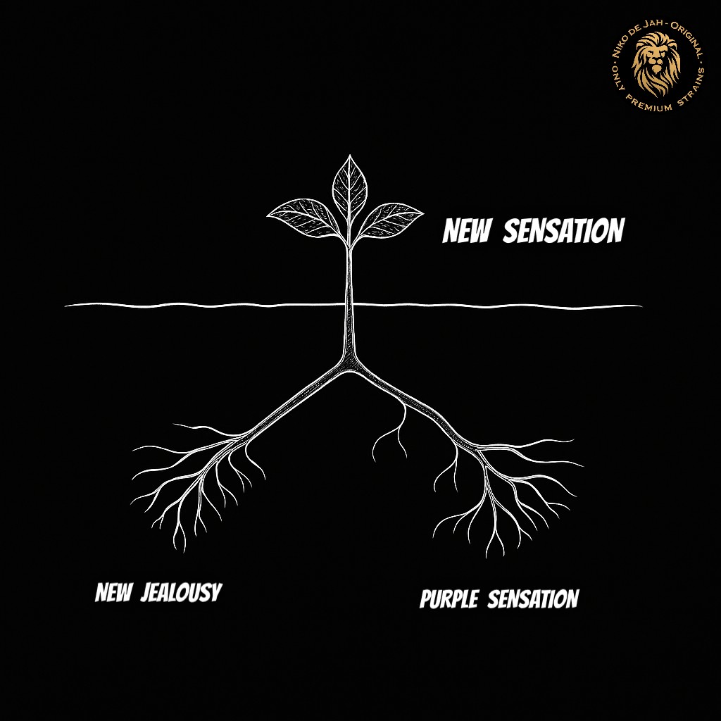 NEW SENSATION