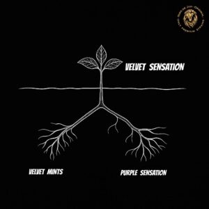VELVET SENSATION