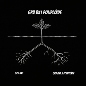 GPB POLIPLÓIDE
