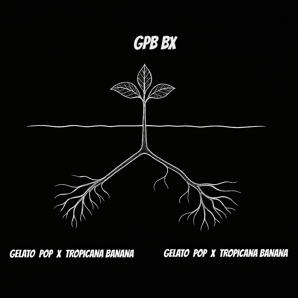 GPB BX
