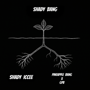 SHADY BANG