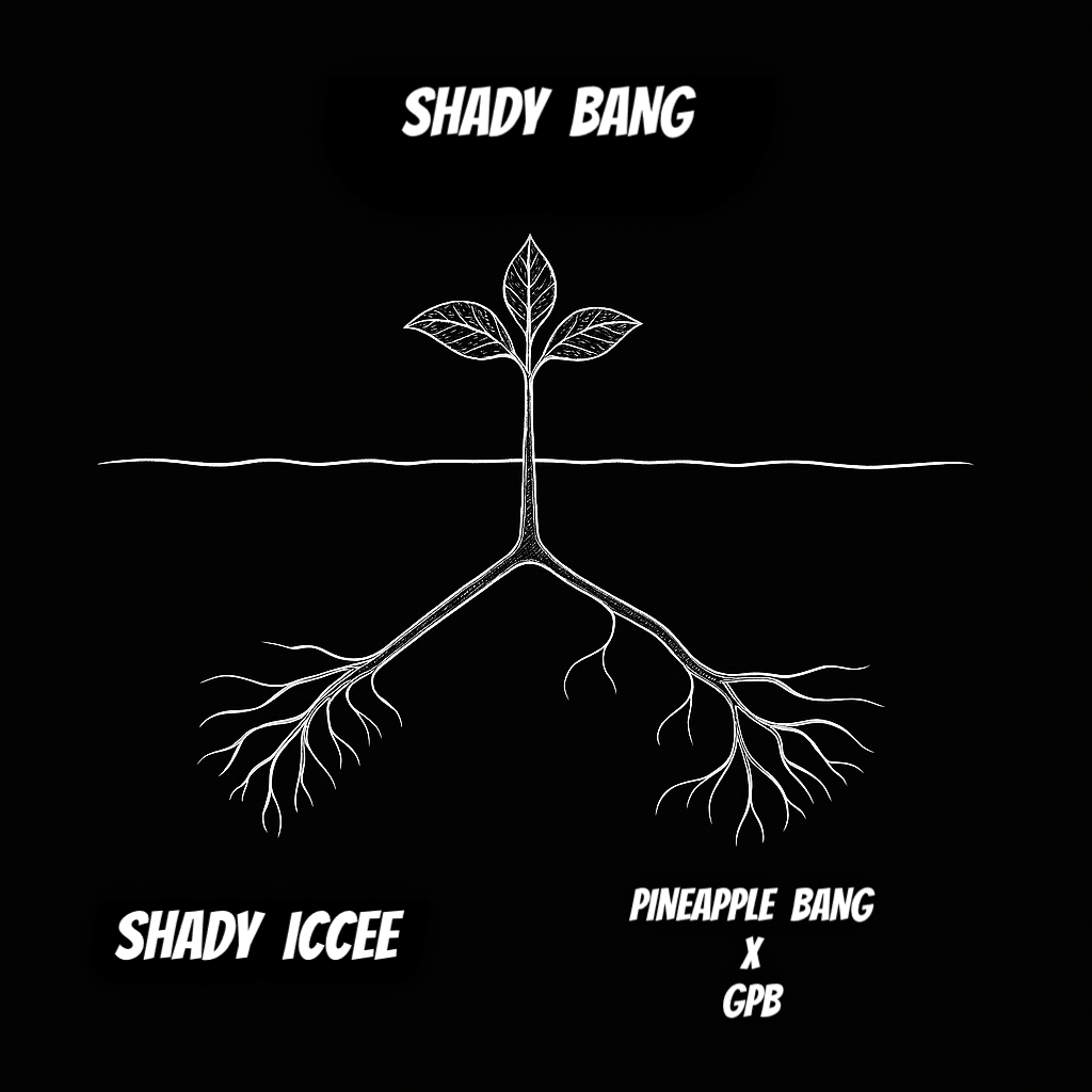SHADY BANG
