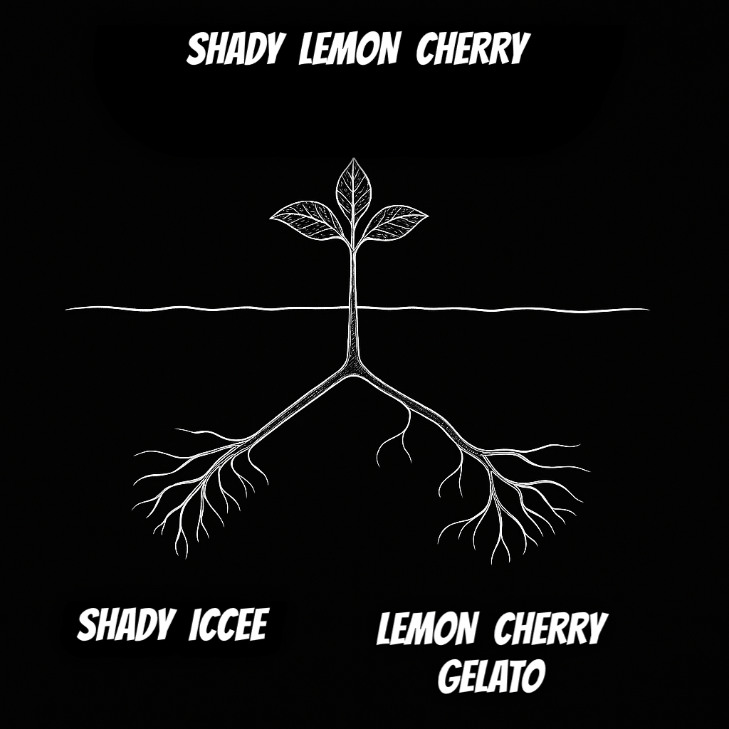SHADY LEMON CHERRY